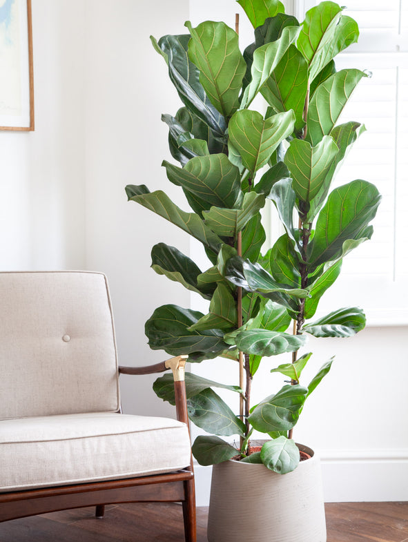 Fiddle Leaf Fig
